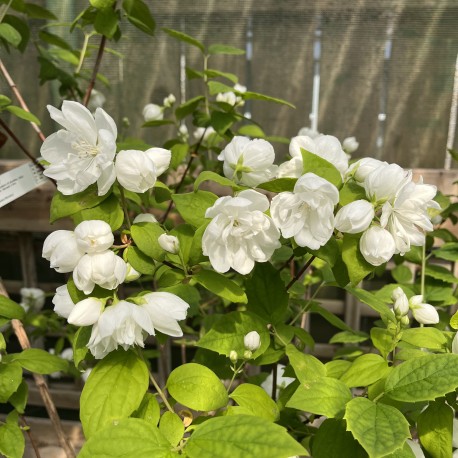 Philadelphus 'Virginal' - Mock Orange