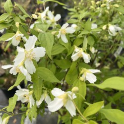 Philadelphus x lemoinei - Mock Orange