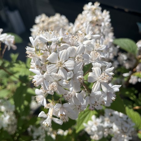 Deutzia x hybrida 'Mont Rose'
