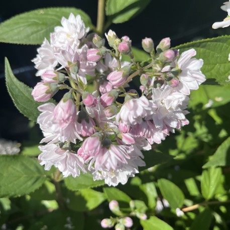 Deutzia Pink Pompom