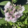 Deutzia Pink Pompom