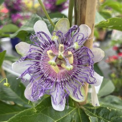 Passiflora Cooltropics 'Eia Popeia'