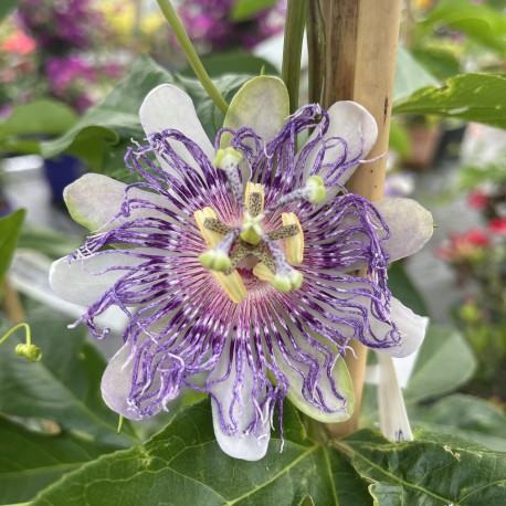 Passiflora Cooltropics 'Eia Popeia'