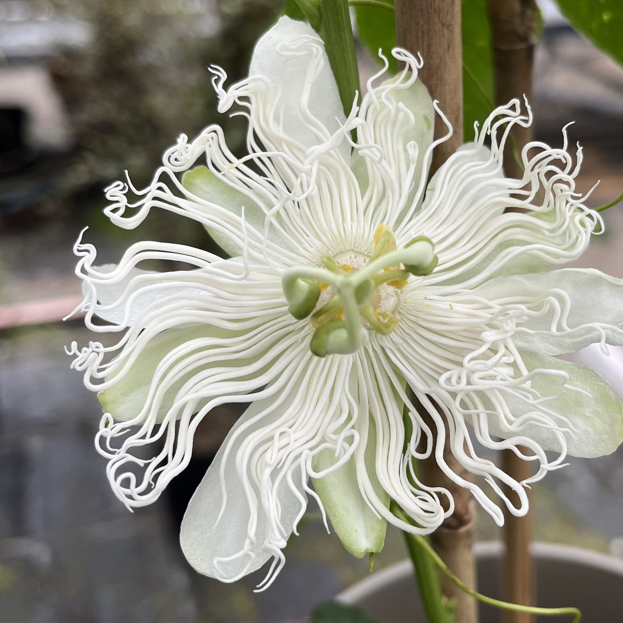 Passiflora Cooltropics 'Snowstar' - Hardy Passion Flowers