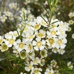 Chamelaucium Ice Queen (Waxflower)