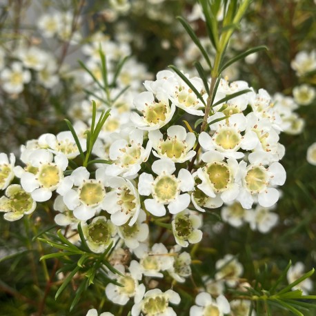 Chamelaucium Ice Queen (Waxflower)