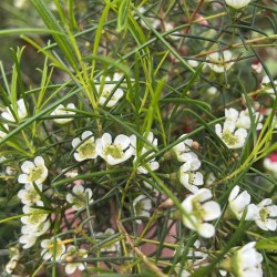 Chamelaucium Blizzard (Waxflower)