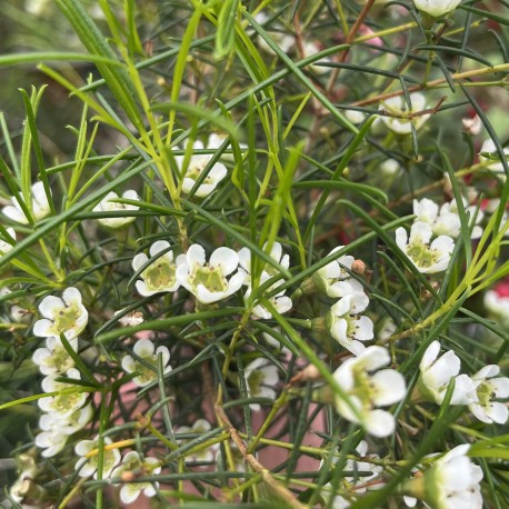 Chamelaucium Blizzard (Waxflower)