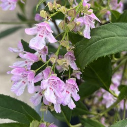 Prostanthera lasianthos ‘Kallista Pink”