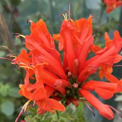 Tecomaria capensis syn.Tecoma. Cape Honeysuckle