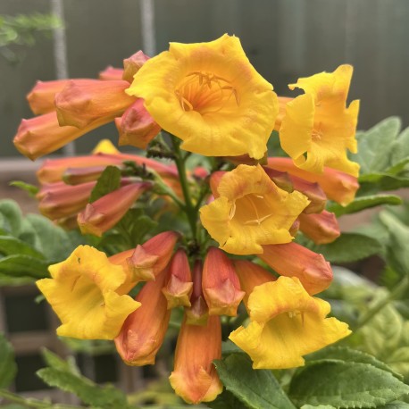 Tecoma capensis 'Tropical Twist' - Cape Honeysuckle