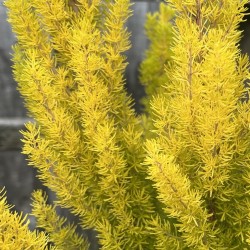 Erica arborea 'Alberts Gold' - Tree Heather