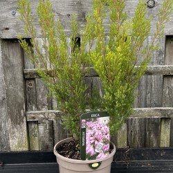 Erica aus. 'Riverslea' - Pink Tree Heather