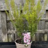 Erica aus. 'Riverslea' - Pink Tree Heather
