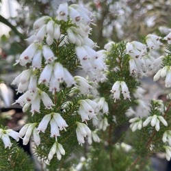 Erica aus. 'Polar Express' - Tree Heather