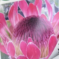 Protea 'Cardinal'