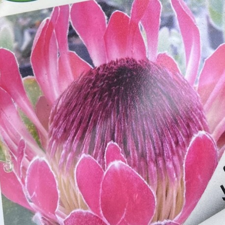 Protea 'Cardinal'