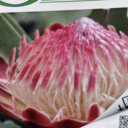 Protea caffra 'White Ruby'