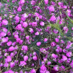 Boronia 'Magenta Stars'