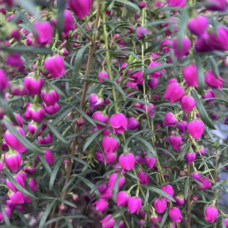 Boronia 'Fiesta'
