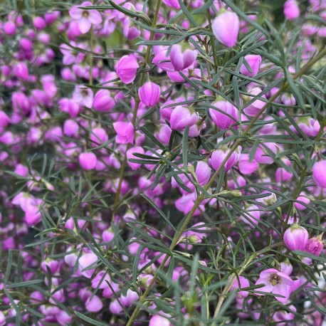 Boronia 'Flamingo'