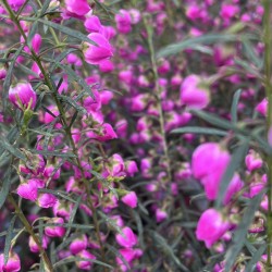 Boronia 'Celebration'