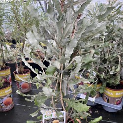Banksia Pilostylis - Marsh Banksia