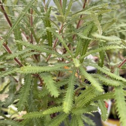 Banksia spinulosa - Hairpin Banksia