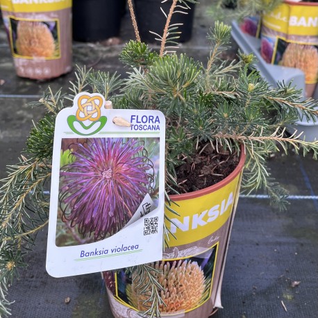 Banksia violacea