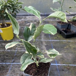 Citrus Lemon Meyer variegated starter plant
