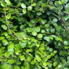 Muehlenbeckia complexa 'Texture Big Leaf'