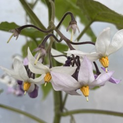 Cyphomandra corymbiflora - Tree Tomato - Tamarillo