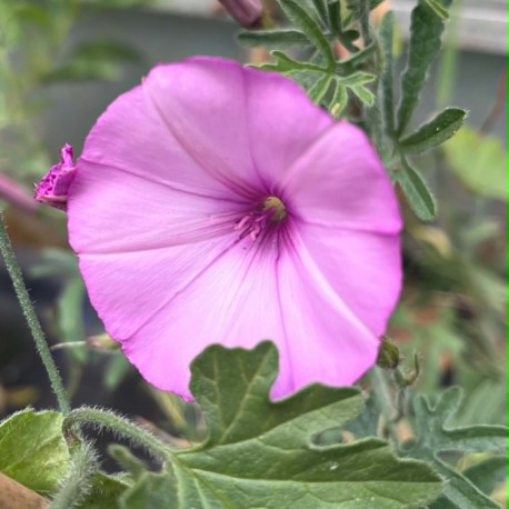Convolvulus althaeodes