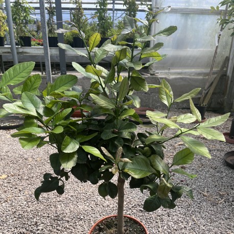 Citrus Lemon 'Carrubaro' - Sicilian Lemon