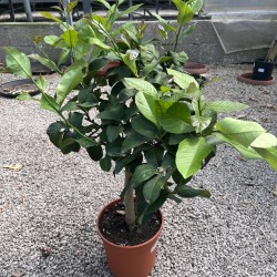 Citrus Lemon 'Siracusano' - Syracusan Lemon