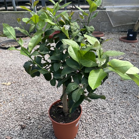 Citrus Lemon 'Siracusano' - Syracusan Lemon