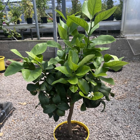 Citrus Lemon Sfusato Amalfitano - Amalfi Lemon