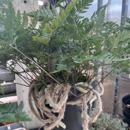 Davallia humata tyermanii