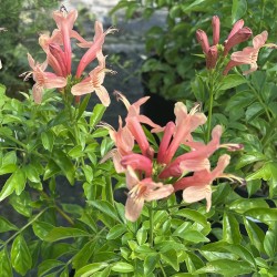 Tecoma capensis 'Salmon Pink'
