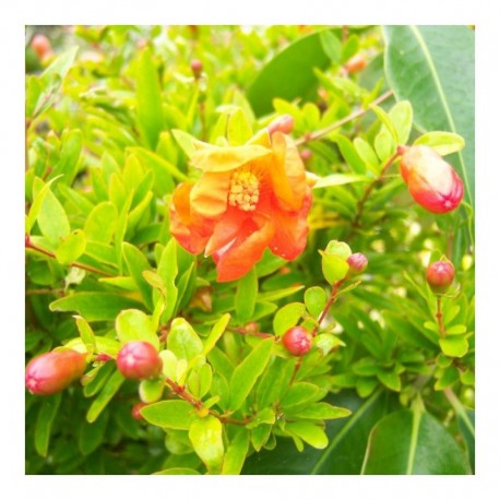 Punica granatum (Pomegranate)