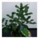 Citrus Kaffir Lime 70-80cm standard