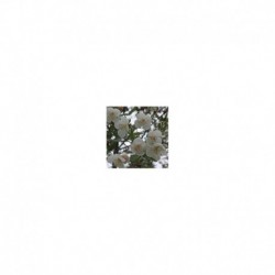 Eucryphia x intermedia