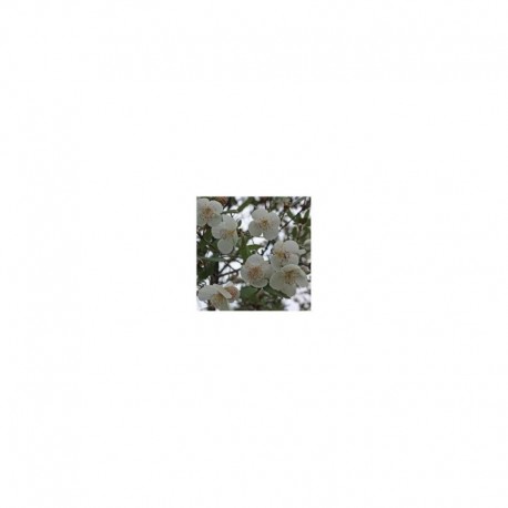Eucryphia x intermedia