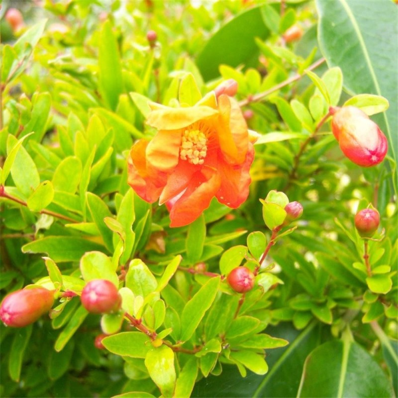 Punica granatum Nana Dwarf Pomegranate Plants