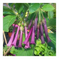 Iochroma cyaneum 'Purple Flowered'