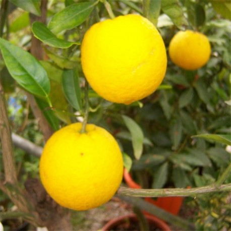 Citrus Orange 'Lane Late'
