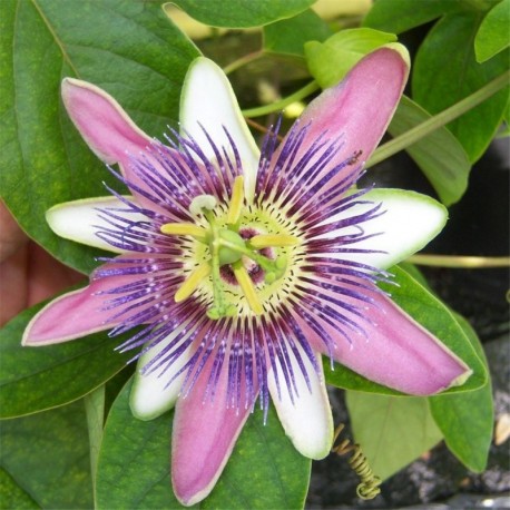 Passiflora 'Empress Eugenie'
