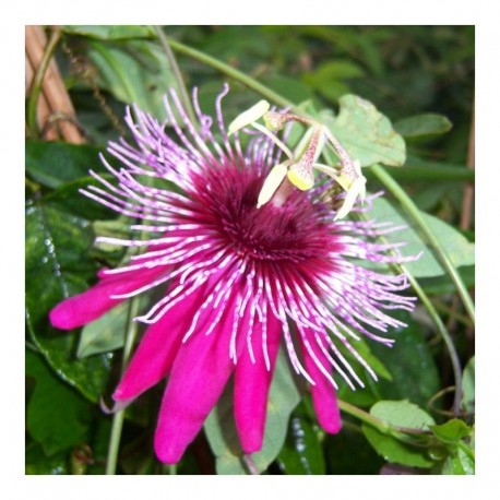 Passiflora 'Crimson Tears'