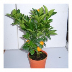 Citrus Orange 'Calamondin' starter plant