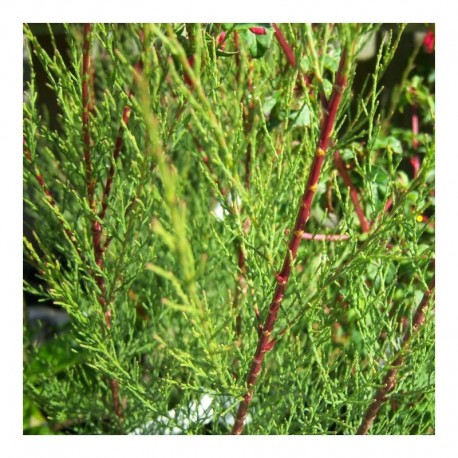 Tamarix tetranda